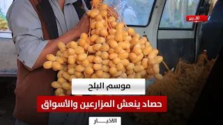 Ma'rib | Date Season .. A harvest that boosts farmers and supplies the markets