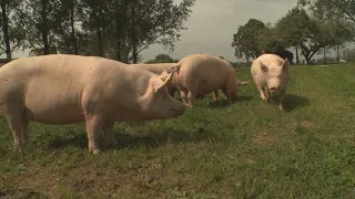 Nincs Zalában jelen az ASP, a megelőzése továbbra is fontos