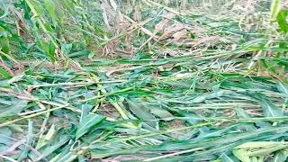 Banorët e fshatit Landovicë po dëmtohen nga derrat e egjër dhe shpesh po ‘’vizitohen’’ nga  arushat