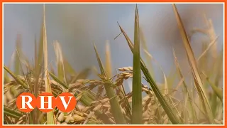 La collita de l’arròs afronta la incertesa dels preus i el clima