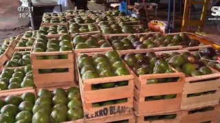 Box of avocados at Abasto Norte priced at 70,000 with 36 units