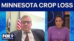Minnesota farmers battle drought, crop loss