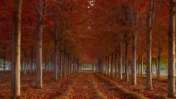 11 NO COMMENT GOLDEN AUTUMN IN BEIJING