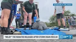 Manatee rescued from Florida storm drain released back into wild