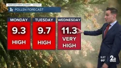 Tree pollen is high in Baltimore Tree pollen is high in Baltimore