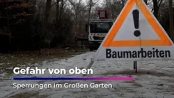 Astbruch-Gefahr: So wird der Große Garten wieder sicher