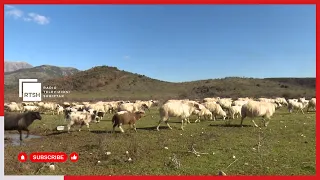 I nxehti, sfidë edhe për bagëtinë, specialistët rekomandojnë lëvizje të kontrolluara për kullotat