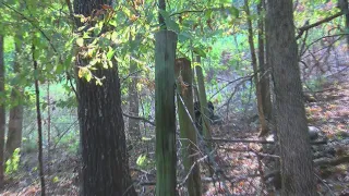 Long-abandoned historic African American cemetery found in Hot Springs