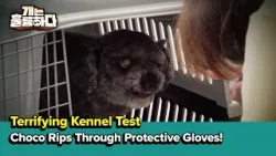Choco Rips Through Protective Gloves! [Dogs Are Incredible] | KBS WORLD TV 260331