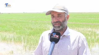 Rice cultivation resumes in Diyala after a seven-year hiatus.