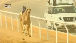 رسالة مهرجان خادم الحرمين الشريفين للهجن | 25 يناير 2026