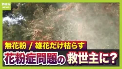 【花粉症シーズンへ】救世主現る？「雄花を枯らし花粉飛ばさない」「無花粉のスギ」実用化なるか　医師に聞く最近の傾向と対策【スギ花粉最新研究】（2026年2月13日）