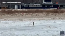 Why Chicagoans are seeing more coyotes | ChicagoLive