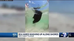 Slimy sea creatures spotted swimming along Sanibel beaches