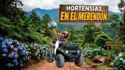 🏔️🌸 FIRST STOP: DISCOVERING THE HYDRANGEAS OF EL MERENDÓN | HONDURAS 🇭🇳