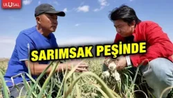 Sarımsak Peşinde Sarımsak Peşinde