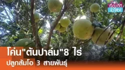 โค่นปาล์มปลูกส้มโอ3สายพันธุ์ ส่งขายจีน | เรื่องดีดีทั่วไทย | 8-3-69