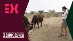 Livia presents her reddish-brown heifers | The countryside is life
