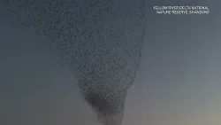 ?Танец 400 000 птиц над дельтой Хуанхэ ?Танец 400 000 птиц над дельтой Хуанхэ