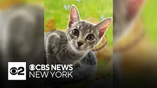 Furry Friend Finder: Meet Dumpling