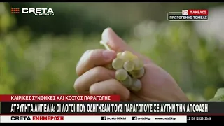 Ατρύγητα αμπέλια : Οι λόγοι που οδήγησαν τους παραγωγούς σε αυτήν την απόφαση