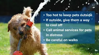 Local shelter has warnings for pet owners in dangerous heat