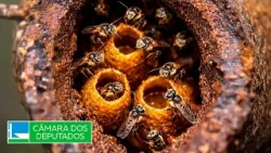 Projeto incentiva proteção das abelhas sem ferrão nas cidades - 22/01/26