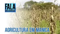 Província de Manica: Agricultores em Chimoio apostam na produção de hortícolas @PortalFM24