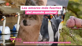 What are the strongest bonds in the animal kingdom? – Vitrina Hoy