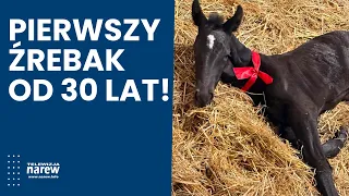 First foal in 30 years! A filly is born at the Equestrian and Horse Rehabilitation Center