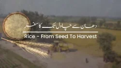 The Cultivation of Rice | Short Documentary The Cultivation of Rice | Short Documentary