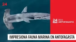Surprising sightings of sharks, penguins, and whales off the coast of the Antofagasta region