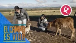 Isabel y Lidia disfrutan de la mañana junto a sus mamantones | El campo es vida Isabel y Lidia disfrutan de la mañana junto a sus mamantones | El campo es vida