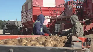 The Wyoming County potato harvest in full swing