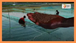 Citizen Planet: Расширение масштабов рыбоводства превращает неиспользуемые земли в центры развития.