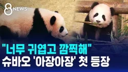 "너무 귀엽고 깜찍해"..아기 판다 슈바오 '아장아장' 첫 등장 / SBS 8뉴스