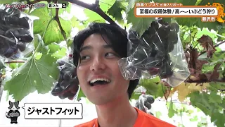 猫のひたいほどワイド #1788 潜入リポート・面髙ケンスケ「至福の収穫体験！高～～いぶどう狩り」（藤沢市）