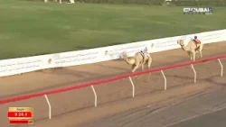 الأصايل | مهرجان صاحب السمو الشيخ محمد بن زايد آل نهيان للهجن - اليوم السابع