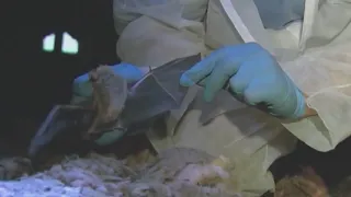 Baby gets rabies shots after bat found in Denver home