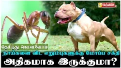 மனிதர்களை போல் மீன்களும் இருமல் வருமா! | Therinthu Kolvom | Vasanth TV