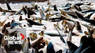What's behind sardines' sudden popularity on social media?