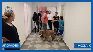 DSTV | HELYZETJELENTÉS