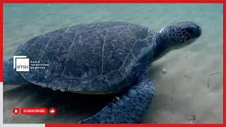 Breshkat, pasuri e heshtur e biodiversitetit,specialistët kërkojnë ndërgjegjësim për ruajtjen e tyre