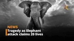 Tragedy as Elephant attack claims 20 lives