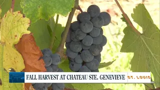 Fall Harvest at Chateau Ste. Genevieve