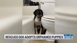 Rescued dog adopts orphaned puppies