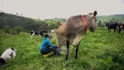 Magp y Agrocalidad ejecutan controles mensuales sobre la calidad y el precio de la leche en la Zona Magp y Agrocalidad ejecutan controles mensuales sobre la calidad y el precio de la leche en la Zona