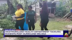 Westmoreland Health Department Tackling Rodents Post Hurricane Melissa | TVJ News