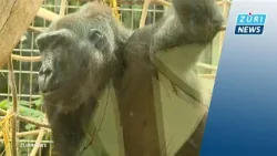 Affen und Pfauen bedauern den Zoo-Lockdown