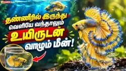 Spiderman போல அணில் தரையில் Land ஆகுமா! | Therinthu Kolvom | Vasanth TV